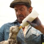 À couteaux tirés + Shaun le mouton : découvrez les premières images d'une comédie surprenante mettant en vedette Hugh Jackman et une distribution de premier plan ! À couteaux tirés + Shaun le mouton : découvrez les
