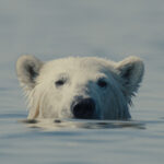 Critique de « L'Ours Nuisible » : Étude captivante des ours polaires dans l'Arctique canadien qui met en lumière les coûts élevés des interactions humaines. Critique de « L'Ours Nuisible » : Étude captivante des
